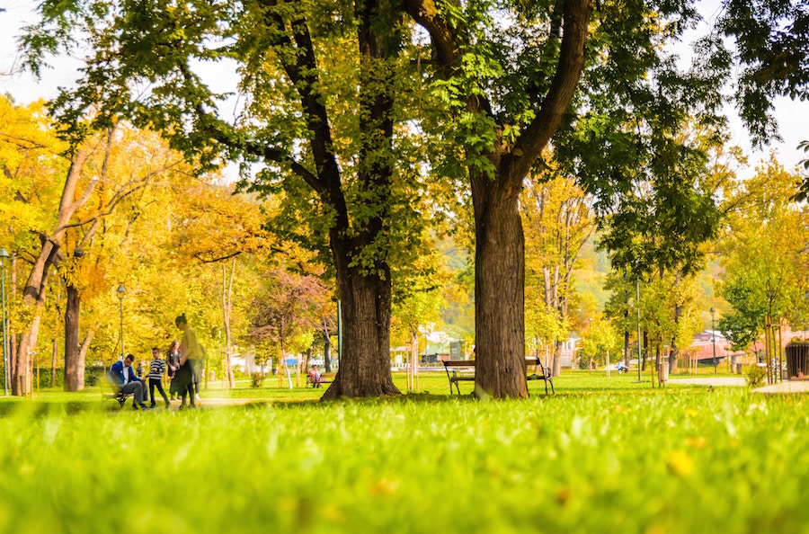 Park with trees near Towne Pointe